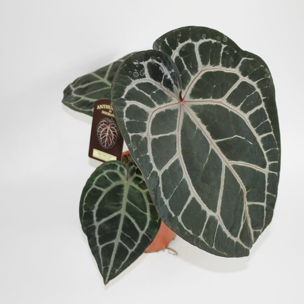 Anthurium 'Docblock Michelle' Ø17cm H40cm