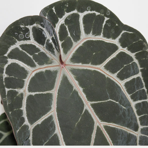Anthurium 'Docblock Michelle' Ø17cm H40cm