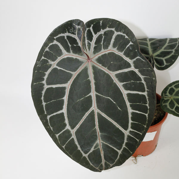 Anthurium 'Docblock Michelle' Ø17cm H40cm