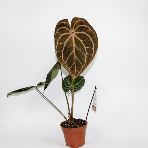 Anthurium RED FENIX Ø17cm H30cm