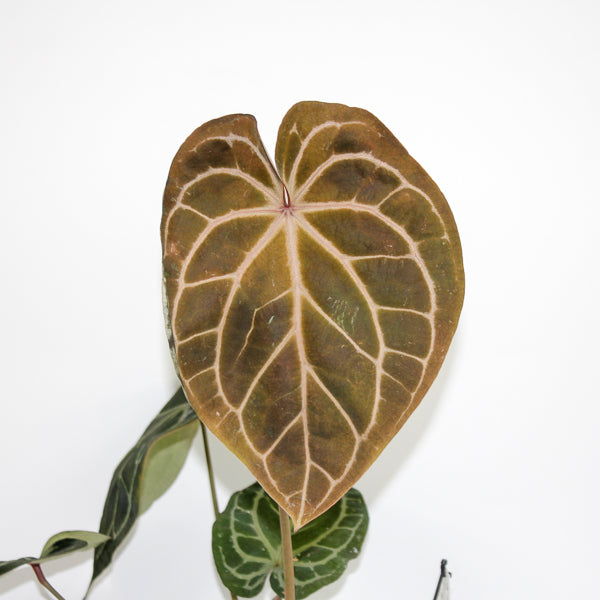 Anthurium RED FENIX Ø17cm H30cm