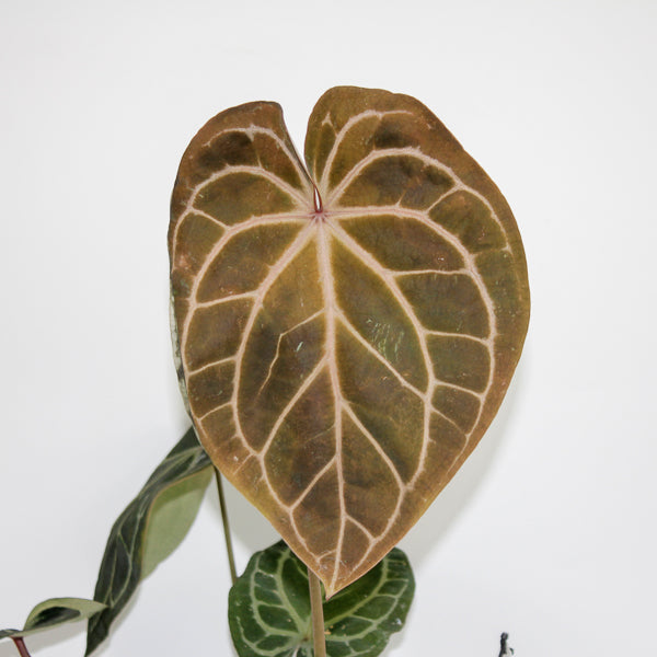 Anthurium RED FENIX Ø17cm H30cm