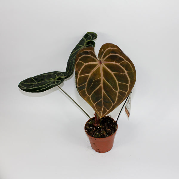 Anthurium RED FENIX Ø17cm H30cm