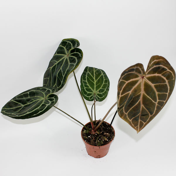 Anthurium RED FENIX Ø17cm H30cm