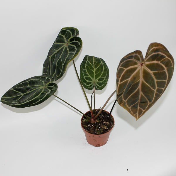 Anthurium RED FENIX Ø17cm H30cm