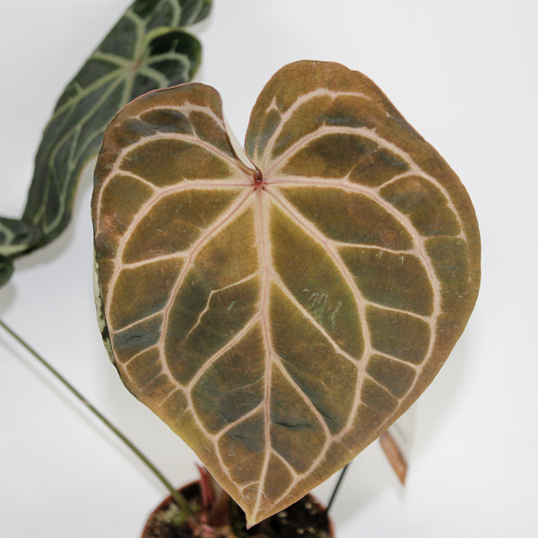 Anthurium 'Red Fenix' 8