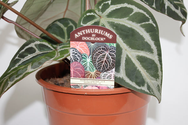 Anthurium DocBlock Zara '14' x Red Crystal '12' Ø17cm H20cm