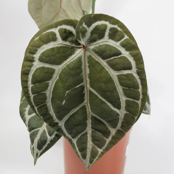 Anthurium DocBlock Zara '14' x Red Crystal '12' Ø17cm H20cm