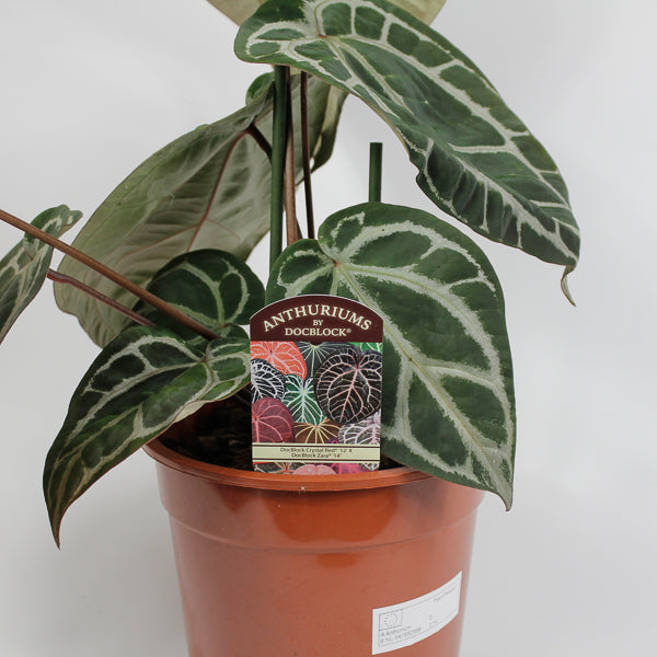 Anthurium DocBlock Zara '14' x Red Crystal '12' Ø17cm H20cm