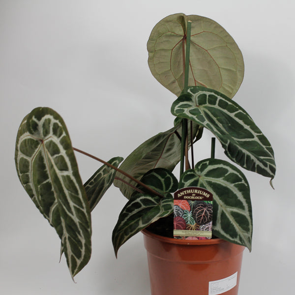 Anthurium DocBlock Zara '14' x Red Crystal '12' Ø17cm H20cm