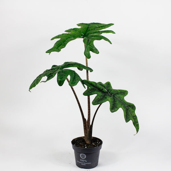 Alocasia Jacklyn Ø12cm H35cm