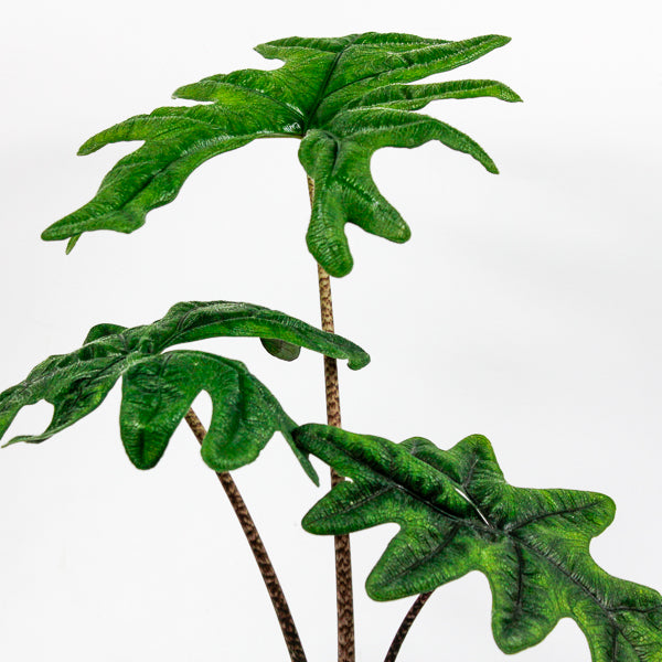 Alocasia Jacklyn Ø12cm H35cm