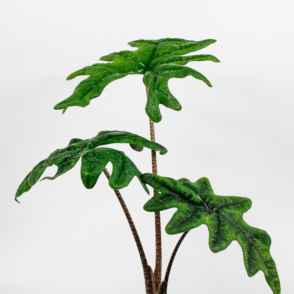 Alocasia Jacklyn Ø12cm H35cm