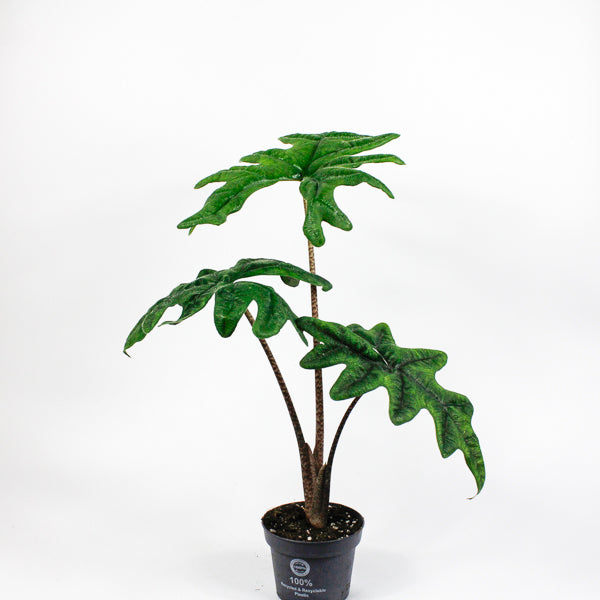 Alocasia Jacklyn Ø12cm H35cm