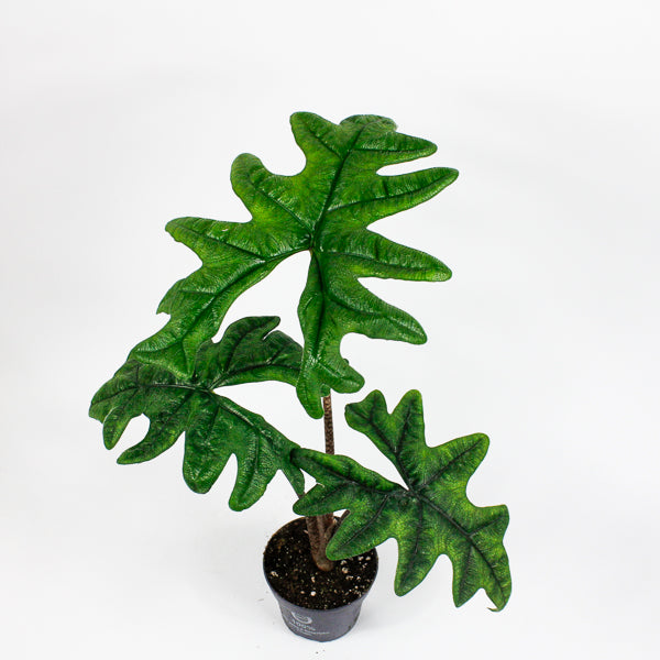 Alocasia Jacklyn Ø12cm H35cm