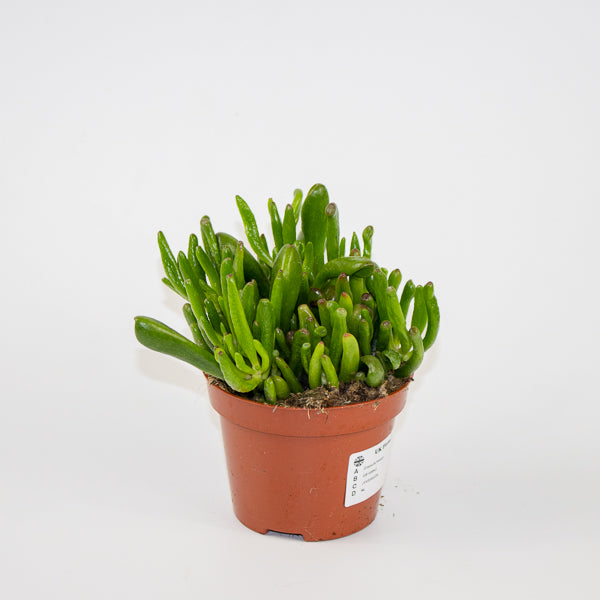 Crassula Hobbit Ø10.5cm H15cm