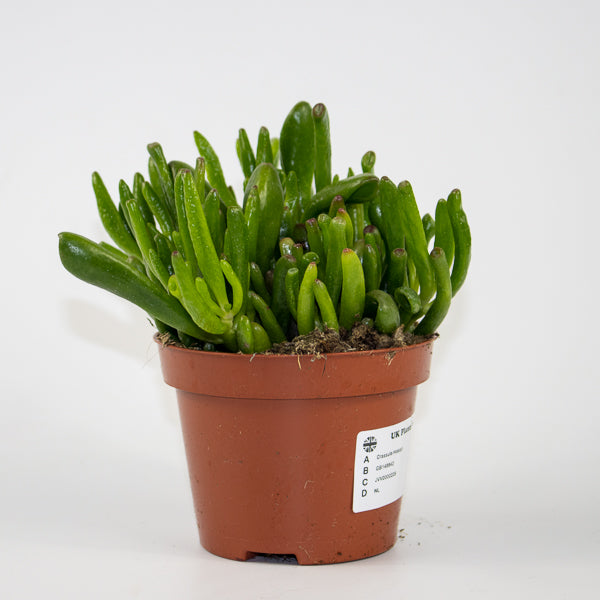 Crassula Hobbit Ø10.5cm H15cm