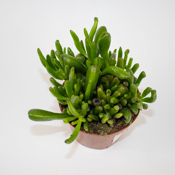 Crassula Hobbit Ø10.5cm H15cm