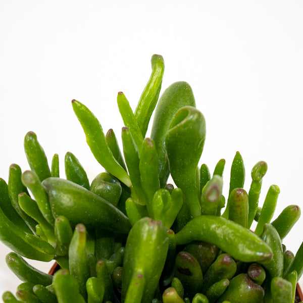 Crassula Hobbit Ø10.5cm H15cm