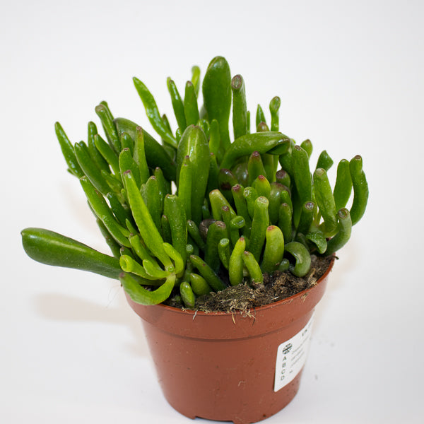 Crassula Hobbit Ø10.5cm H15cm