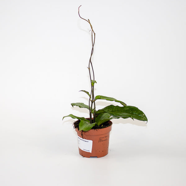 Hoya Erythrina Ø9cm H15cm