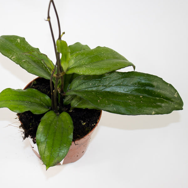 Hoya Erythrina Ø9cm H15cm