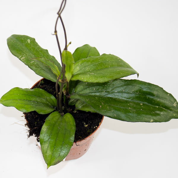 Hoya Erythrina Ø9cm H15cm