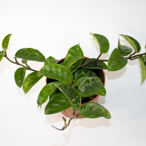 Hoya carnosa 'Krinkle 8' Ø10.5cm H15cm
