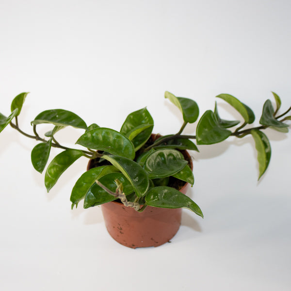 Hoya carnosa 'Krinkle 8' Ø10.5cm H15cm
