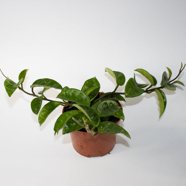 Hoya carnosa 'Krinkle 8' Ø10.5cm H15cm