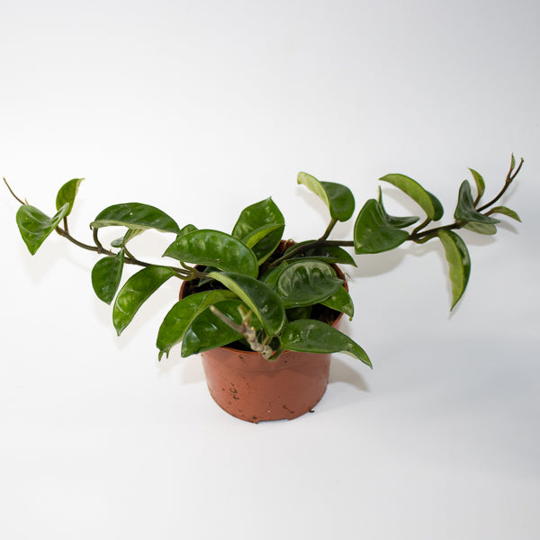 Hoya carnosa 'Krinkle 8' Ø10.5cm H15cm
