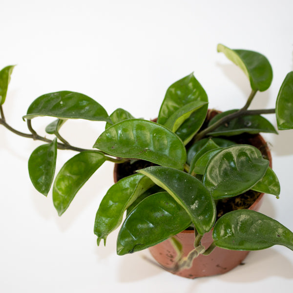 Hoya carnosa 'Krinkle 8' Ø10.5cm H15cm