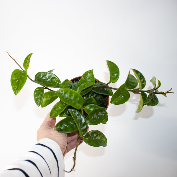 Hoya carnosa 'Krinkle 8' Ø10.5cm H15cm