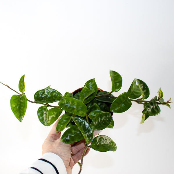 Hoya carnosa 'Krinkle 8' Ø10.5cm H15cm