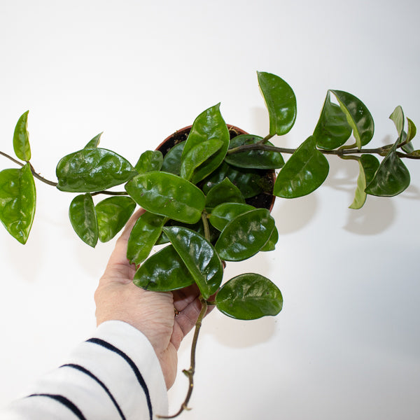 Hoya carnosa 'Krinkle 8' Ø10.5cm H15cm
