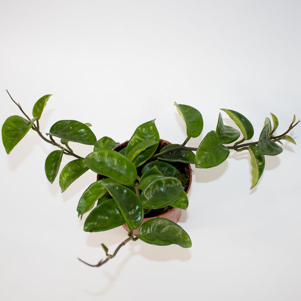 Hoya carnosa 'Krinkle 8' Ø10.5cm H15cm