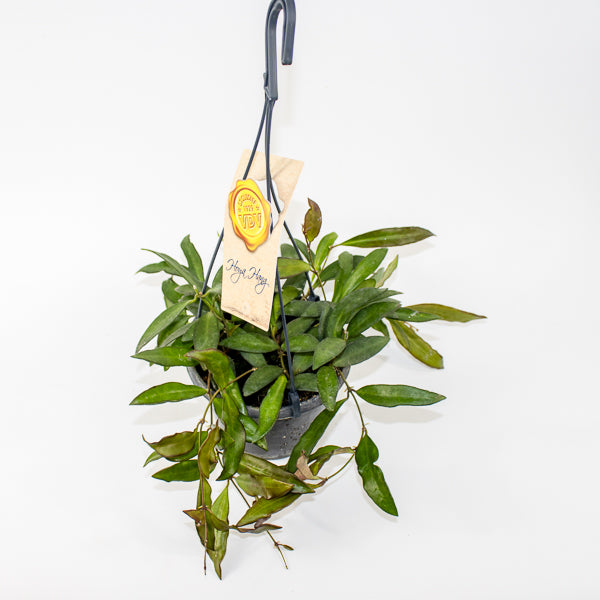 Hoya Rosita Ø14cm H20cm