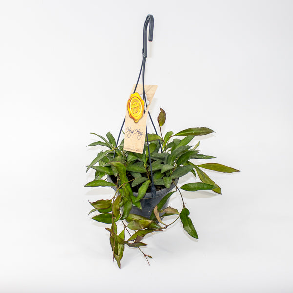 Hoya Rosita Ø14cm H20cm
