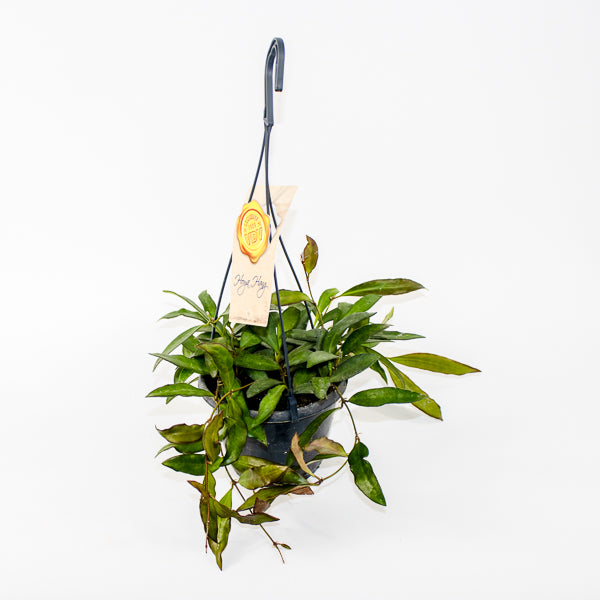 Hoya Rosita Ø14cm H20cm