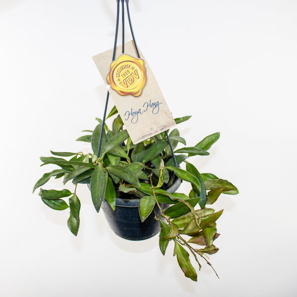 Hoya Rosita Ø14cm H20cm