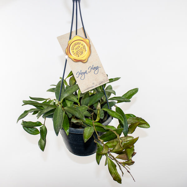 Hoya Rosita Ø14cm H20cm