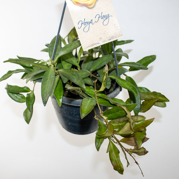 Hoya Rosita Ø14cm H20cm