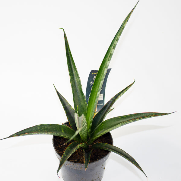Sansevieria trifasciata Ø10.5cm H35cm