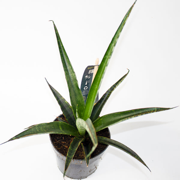 Sansevieria trifasciata Ø10.5cm H35cm