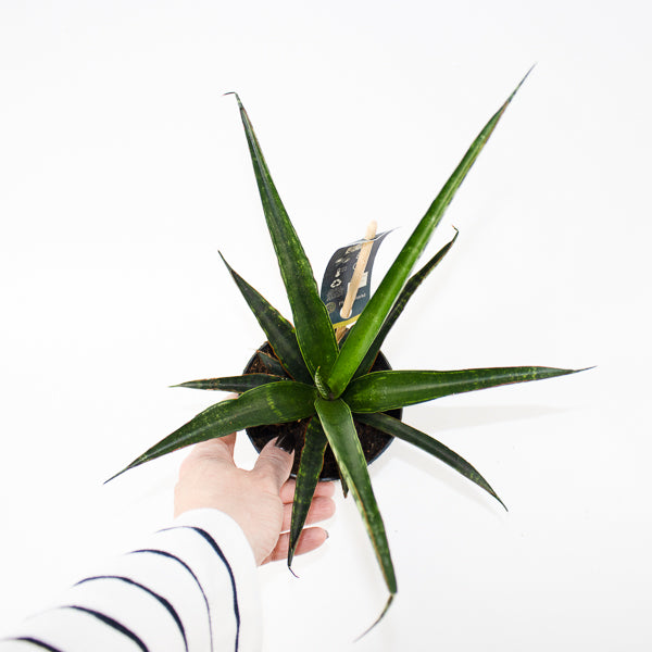 Sansevieria trifasciata Ø10.5cm H35cm