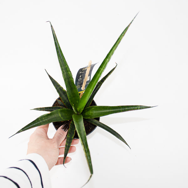 Sansevieria trifasciata Ø10.5cm H35cm