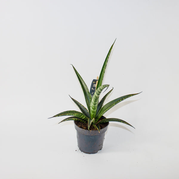 Sansevieria trifasciata Ø10.5cm H35cm