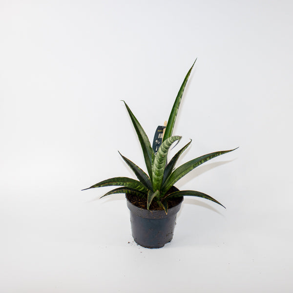 Sansevieria trifasciata Ø10.5cm H35cm