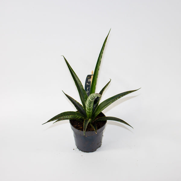 Sansevieria trifasciata Ø10.5cm H35cm