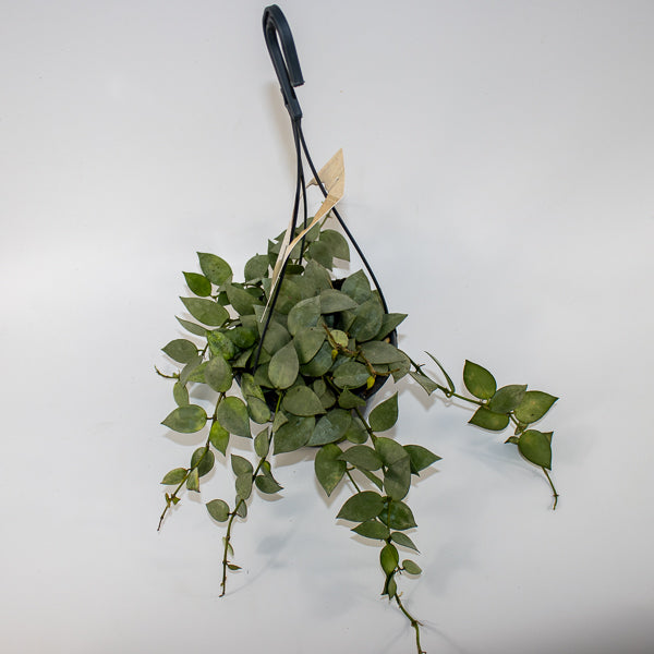 Hoya krohniana Eskimo Ø14cm H35cm